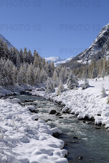 Snowy landscape with Roseg river and a larch forest (Larix)