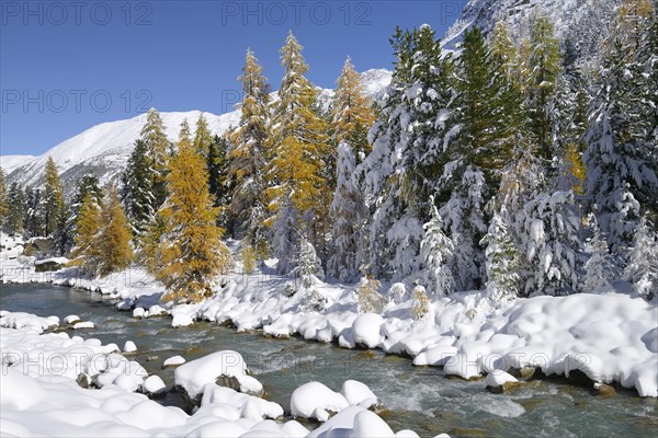 Larch trees (Larix) in autumn colors