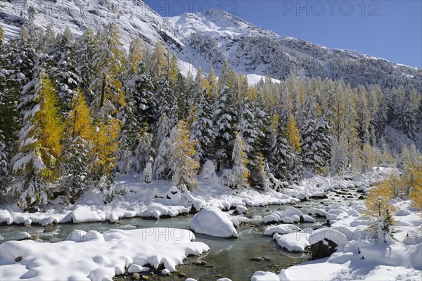 Larch trees (Larix) in autumn colors