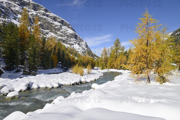 Larch trees (Larix) in autumn colors