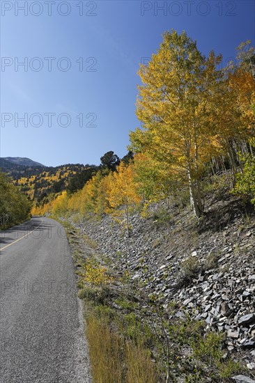 A road on the Wheeler Peak in fall