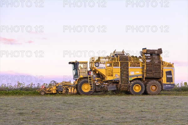 Sugar beet harvest