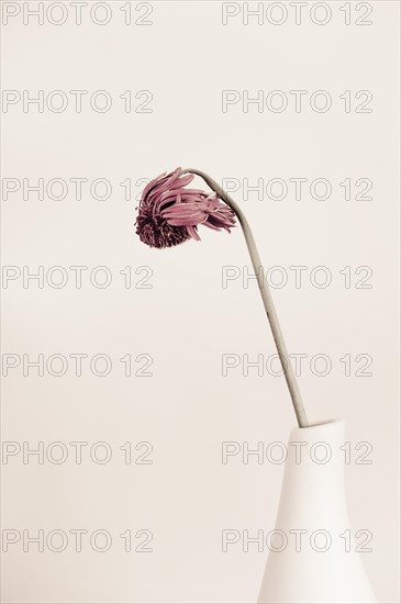 Wilted flower in a vase