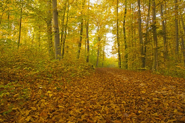 Autumn forest