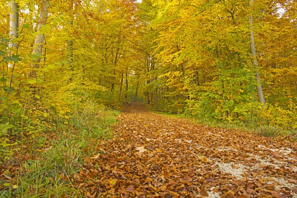 Autumn forest