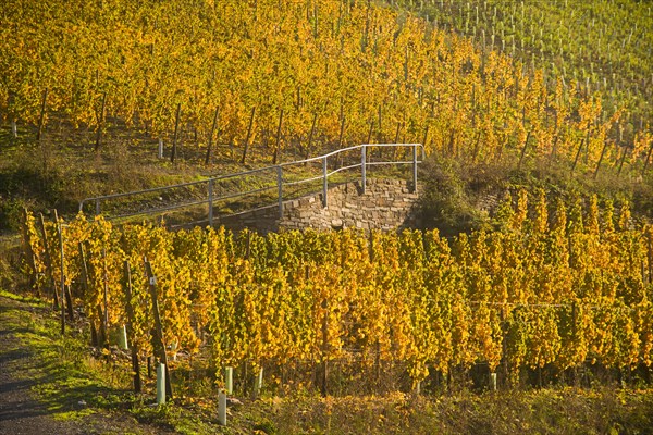 Vineyards in autumn