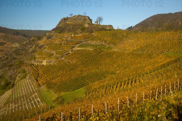 Vineyards in autumn