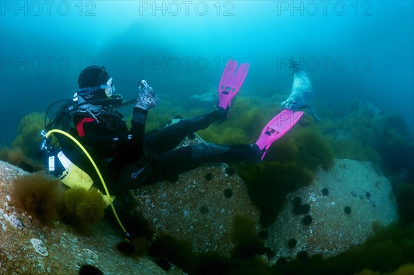 Diver watching a Spotted Seal (Phoca largha