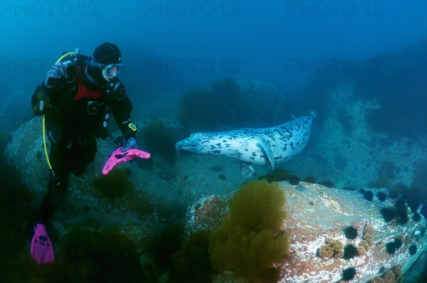 Diver watching a Spotted Seal (Phoca largha