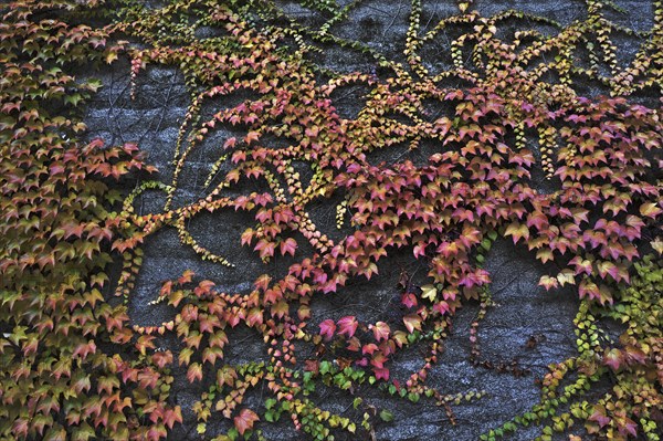 Boston Ivy or Japanese Creeper (Parthenocissus tricuspidata) on a wall