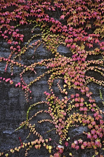 Boston Ivy or Japanese Creeper (Parthenocissus tricuspidata) on a wall