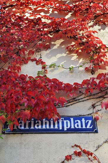 Mariahilfplatz street sign with Japanese creeper