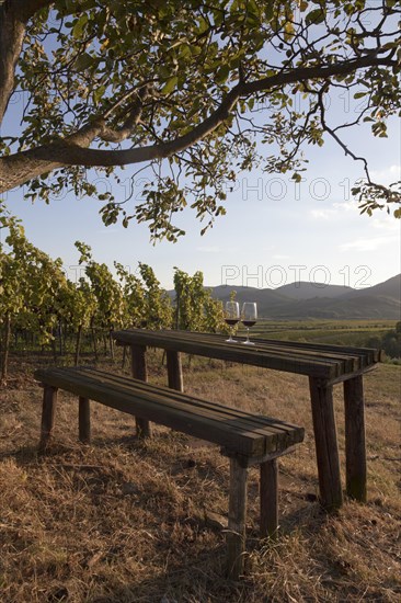 The so-called Malerwinkel view in the vineyards near the winegrowing village of Siebeldingen on the German Wine Road in the evening light