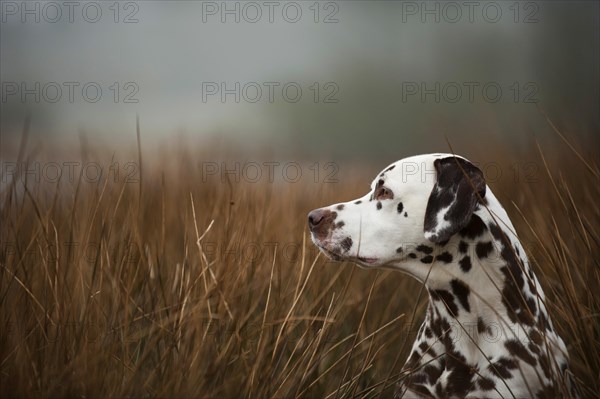 Dalmatian