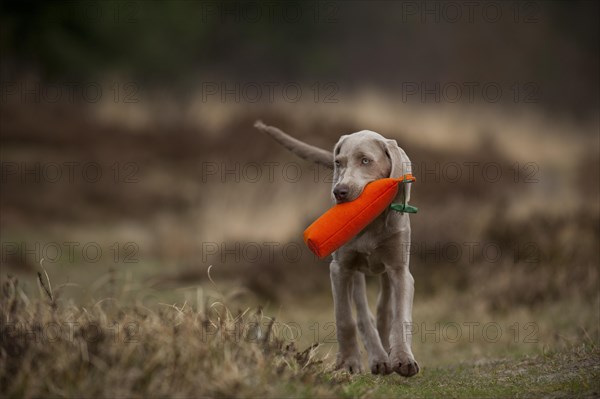 Weimaraner fetching a dummy