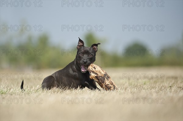 English Staffordshire Bull Terrier chewing a stick