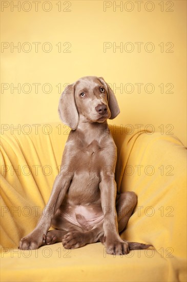 Weimaraner sitting in an armchair