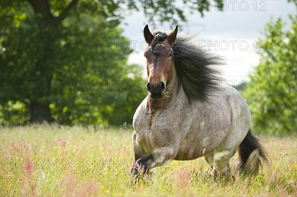 Belgian Draft Horse galloping across a meadow