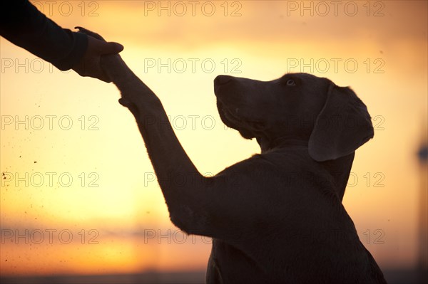 Weimaraner offering its paw