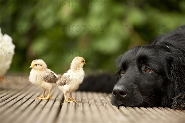 Hovawart and chicks