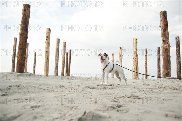 Parson Russell Terrier tied on a leash at the beach