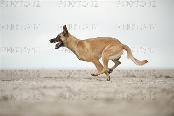 Hollandse Herdershond
