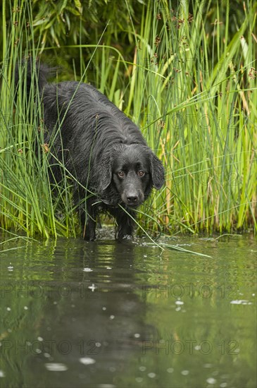 Black Hovawart standing in a pond