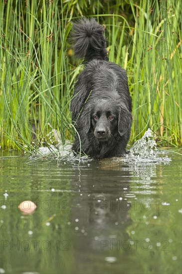 Black Hovawart standing in a pond