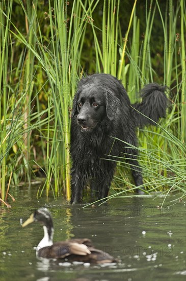 Black Hovawart standing in a pond