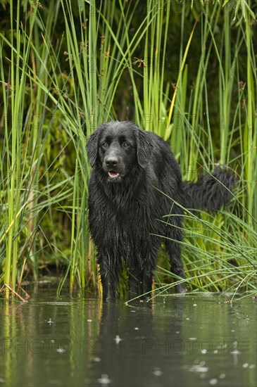 Black Hovawart standing in a pond