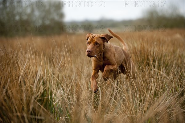 Magyar Vizsla dog jumping on a meadow