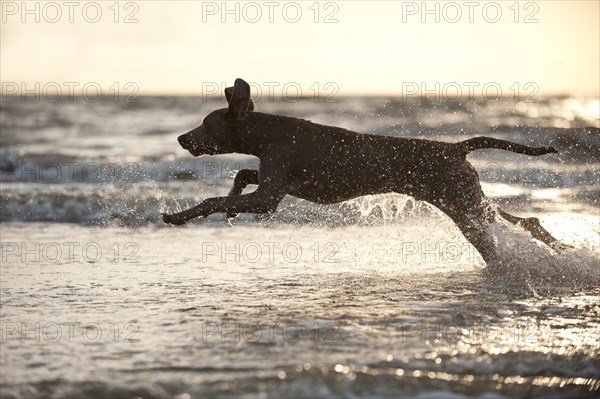 Weimaraner running in the water