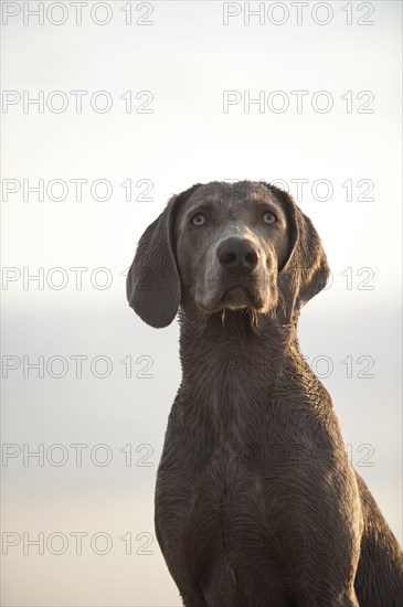 Weimaraner