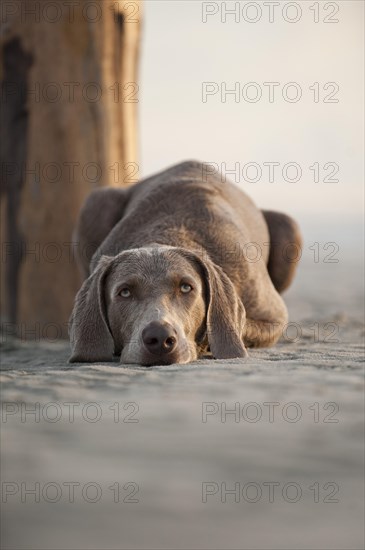 Weimaraner lying on the beach