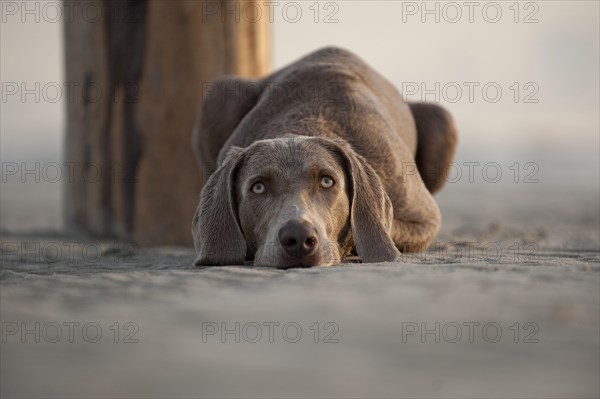 Weimaraner lying on the beach