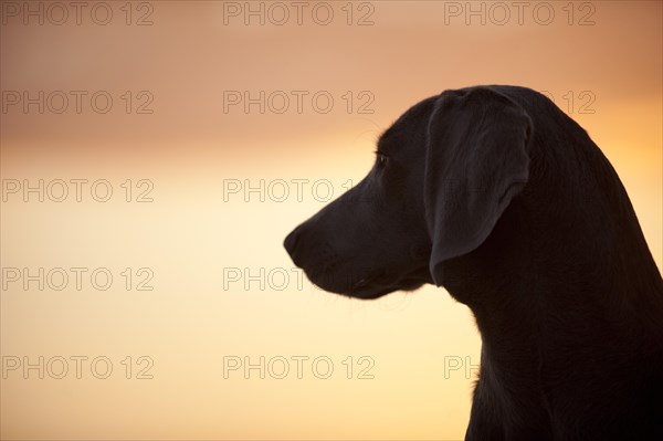 Weimaraner