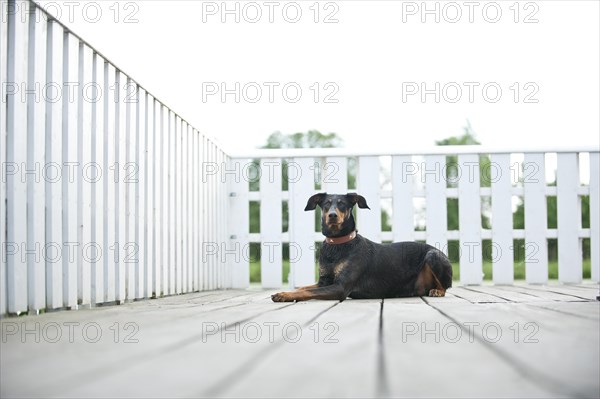 Doberman