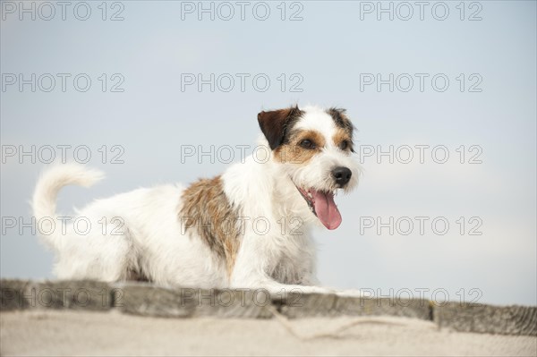 Lying Parson Russell Terrier