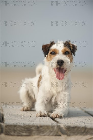 Lying Parson Russell Terrier