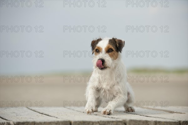 Lying Parson Russell Terrier