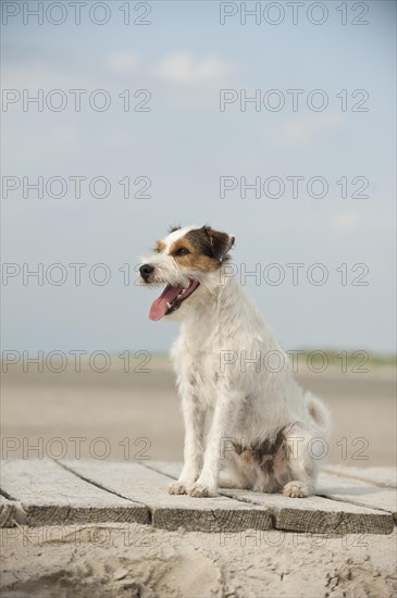 Sitting Parson Russell Terrier