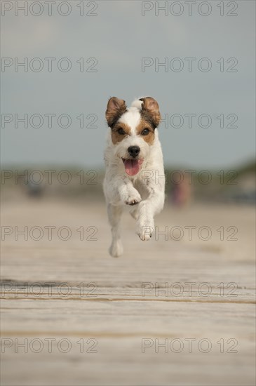 Parson Russell Terrier running along a pier