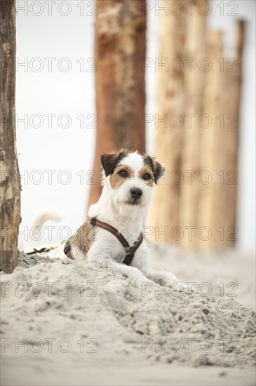 Parson Russell Terrier lying on the beach while tied to a pole