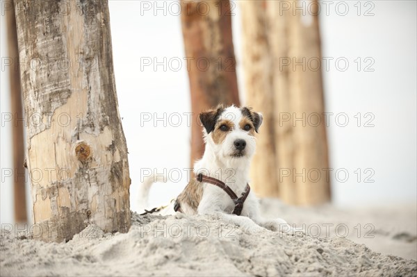 Parson Russell Terrier lying on the beach while tied to a pole