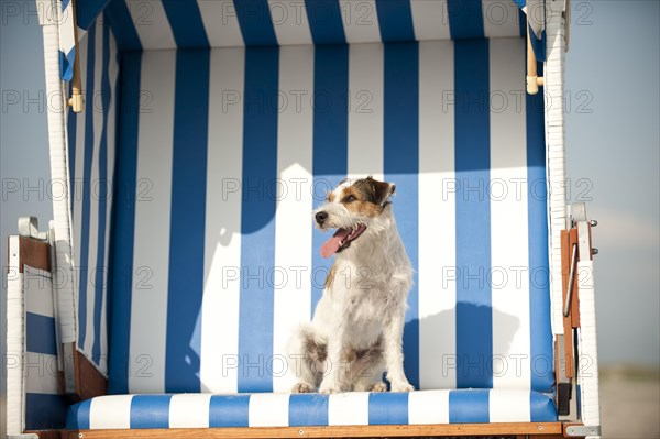 Parson Russell Terrier sitting in a beach chair