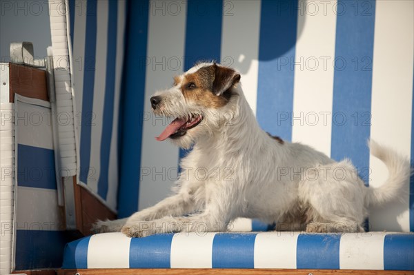 Parson Russell Terrier lying in a beach chair