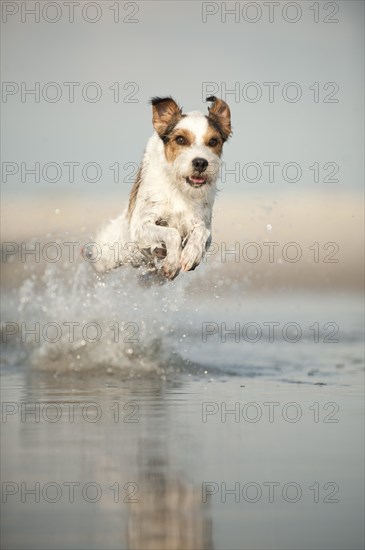 Parson Russell Terrier running through the water