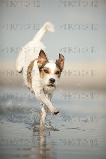 Parson Russell Terrier running through the water