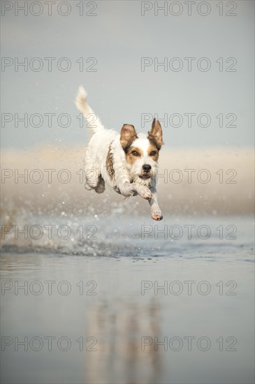 Parson Russell Terrier running through the water