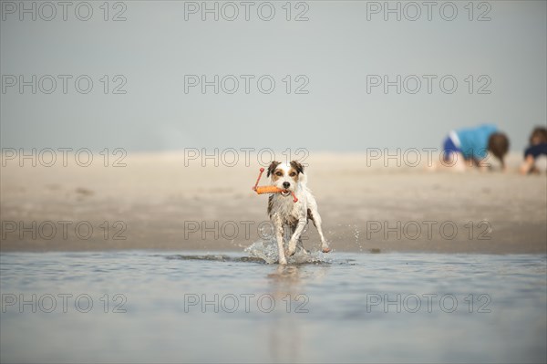 Parson Russell Terrier playing at the beach